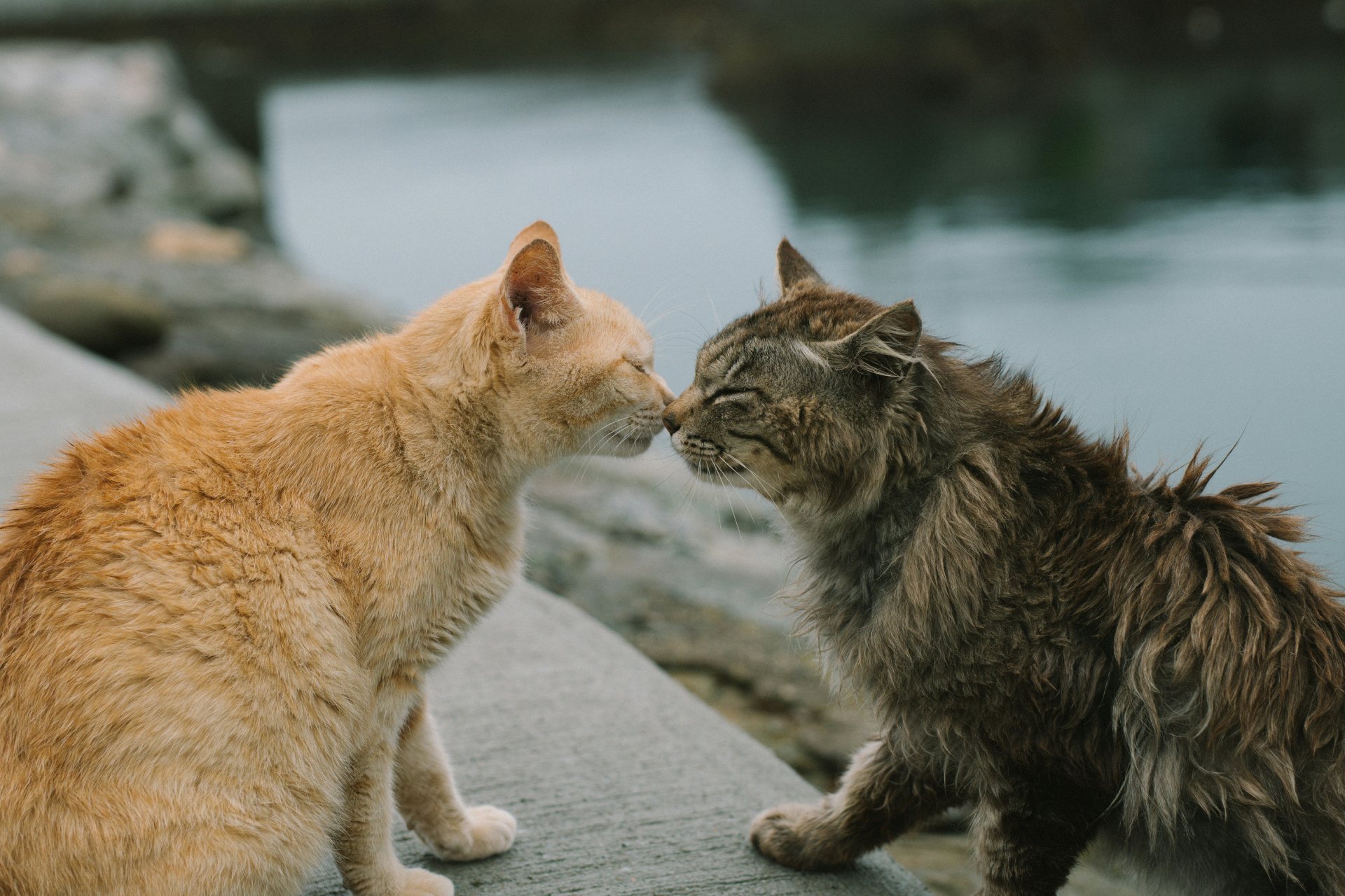 cats kissing