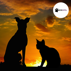 cat and dog